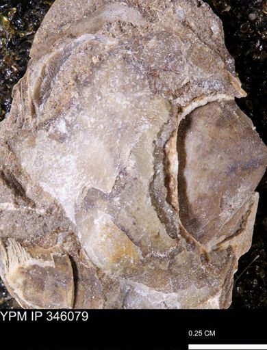 Oxytoma (Hypoxytoma)?