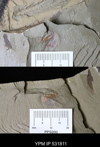 Xiphosurida