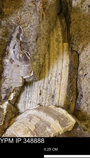 undet. Bivalvia