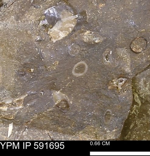 Serpulidae