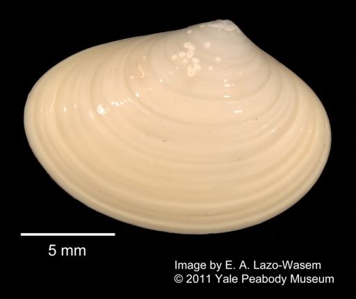 Liocyma fluctuosa