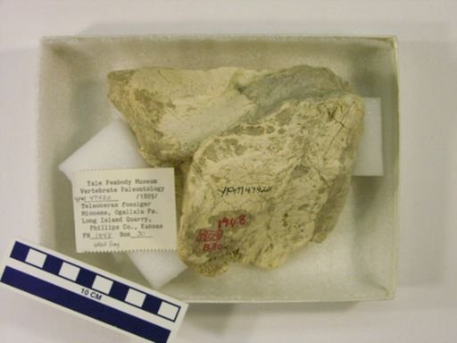 Teleoceras fossiger
