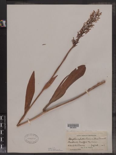 Habenaria
