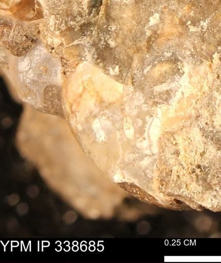 Protocardia subquadrata