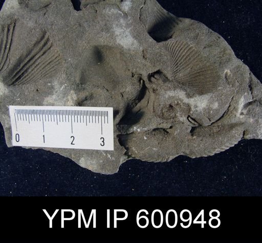 Mucrospirifer sp.
