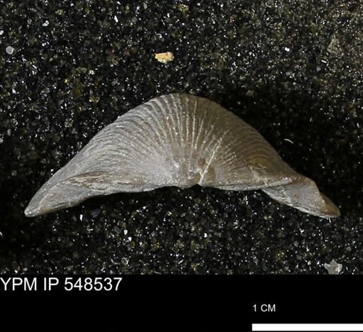 Stropheodonta navalis