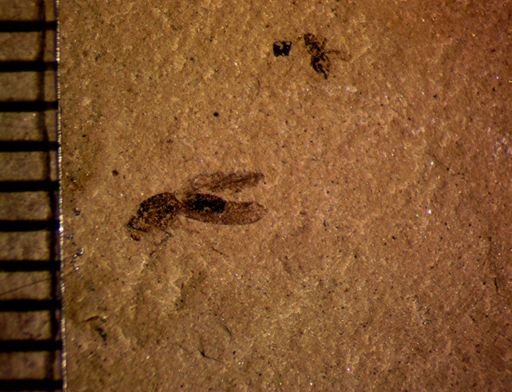 undet. Diptera; other insects