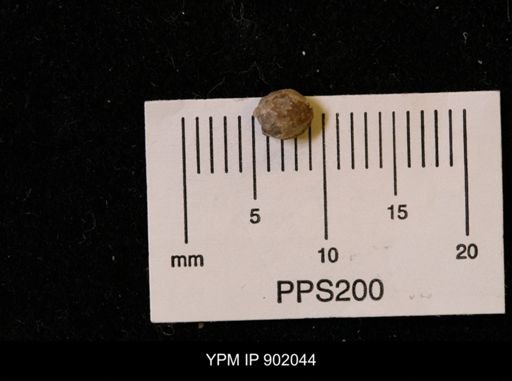 Protocardia sp.