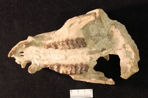 Thinohyus nanus