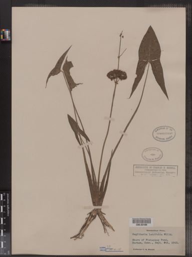 Sagittaria latifolia