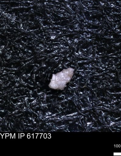 undet. Foraminiferida