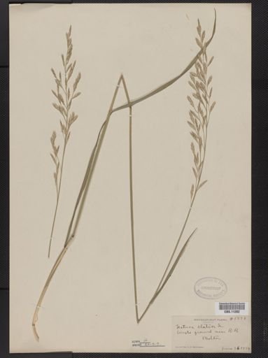 Festuca elatior