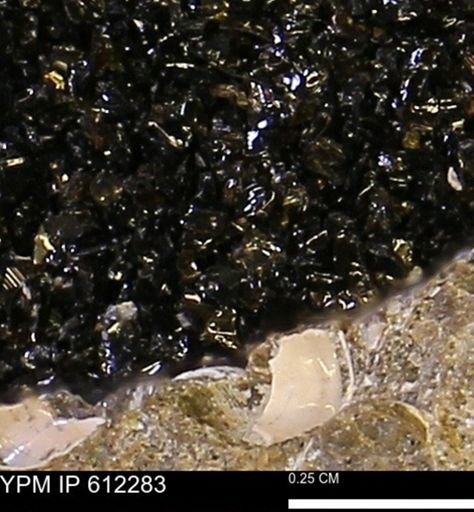 undet. Gastropoda