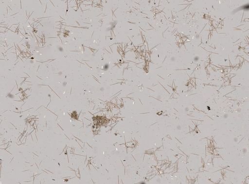 Pione vastifica