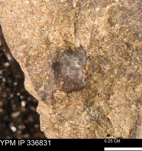 undet. Mollusca
