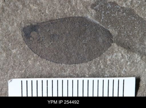 Eurypterida