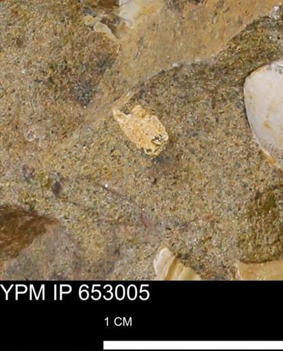 Mollusca