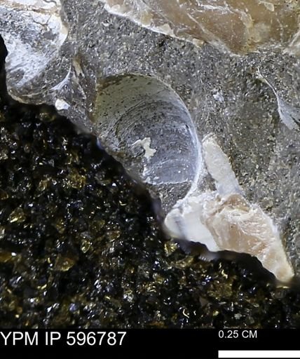 undet. Bivalvia