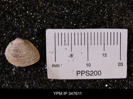 Limopsis striatopunctatus