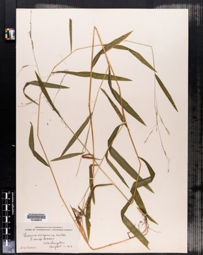 Leersia virginica