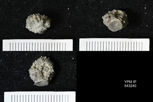 Gennaeocrinus variabilis