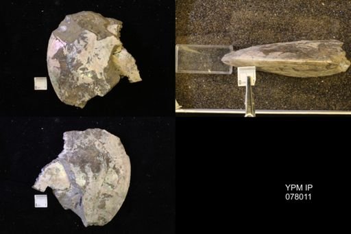 undet. Sphenodiscidae