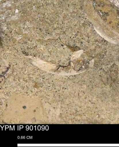 undet. Mollusca