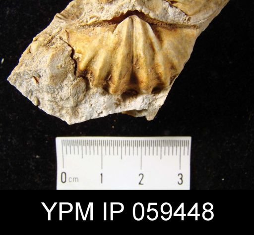 Spirifer murchisoni