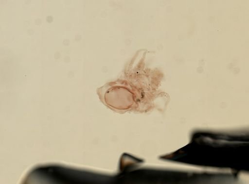 Cnidaria