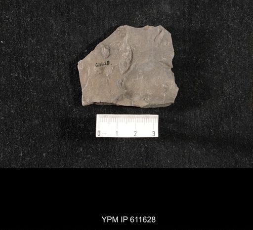 Aviculopecten sp.
