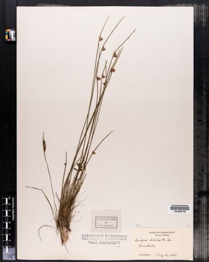 Scirpus debilis