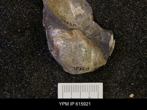 Nymphalucina?