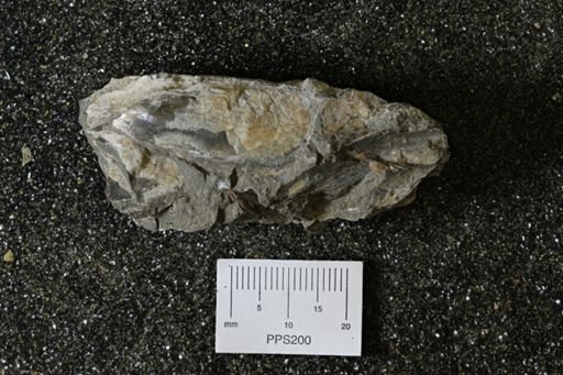 undet. Ammonoidea