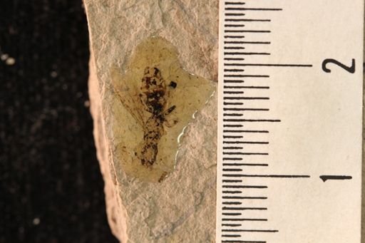 Protazteca elongata
