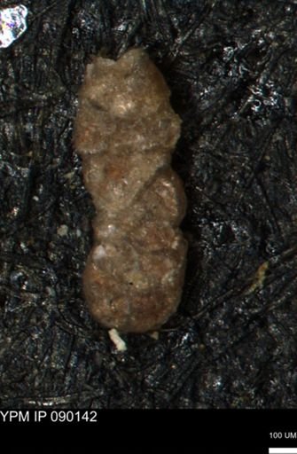 Ammobaculoides whitneyi