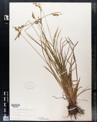 Carex pallescens