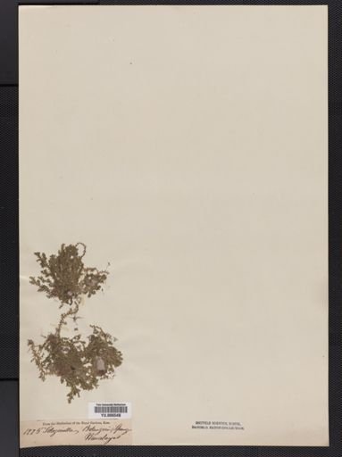 Selaginella