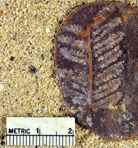 Pecopteris sp.