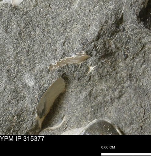 undet. Ammonoidea