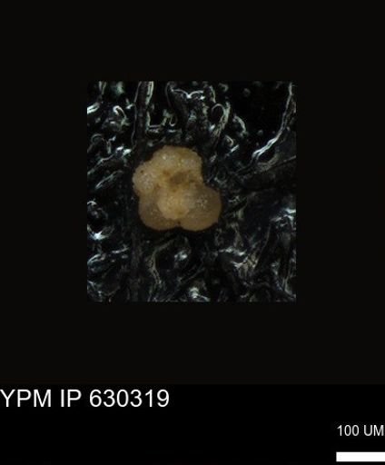 undet. Foraminiferida