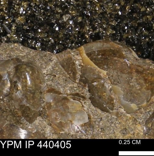 Protocardia subquadrata