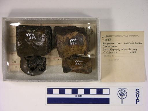 Hyposaurus rogersii