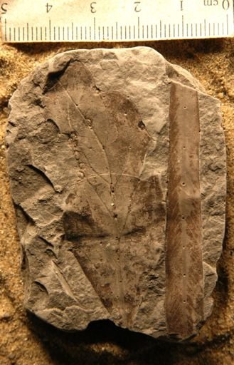 Andromeda latifolia
