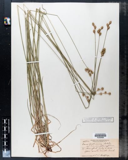 Carex festucacea