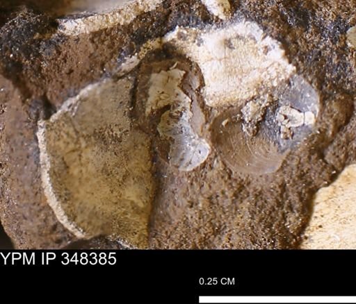 undet. Mollusca
