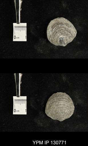 Spinatrypa spinosa