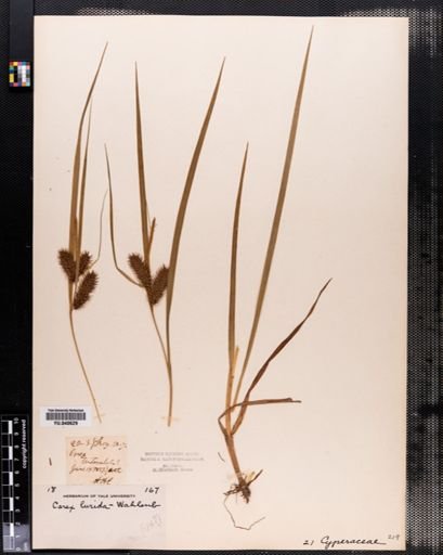 Carex lurida