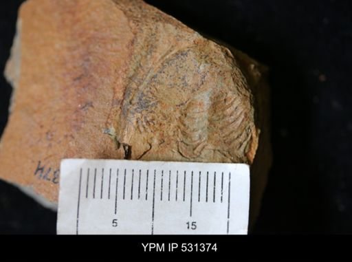 undet. Trilobita