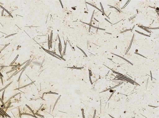 Clathria pennata