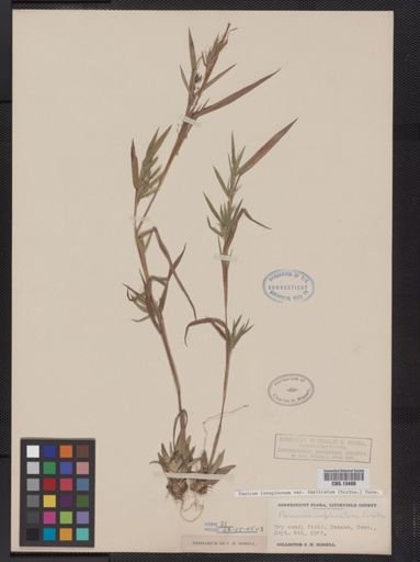 Panicum lanuginosum